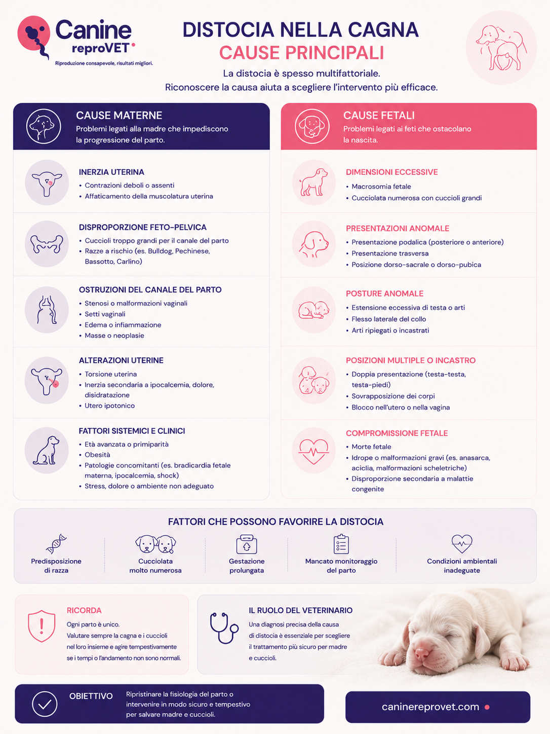 Infografica sulle principali cause di distocia nella cagna, suddivise in cause materne e fetali, con esempi di inerzia uterina, sproporzione feto-pelvica, ostruzioni del canale del parto, alterazioni uterine, dimensioni fetali eccessive, presentazioni e posture anomale e compromissione fetale.