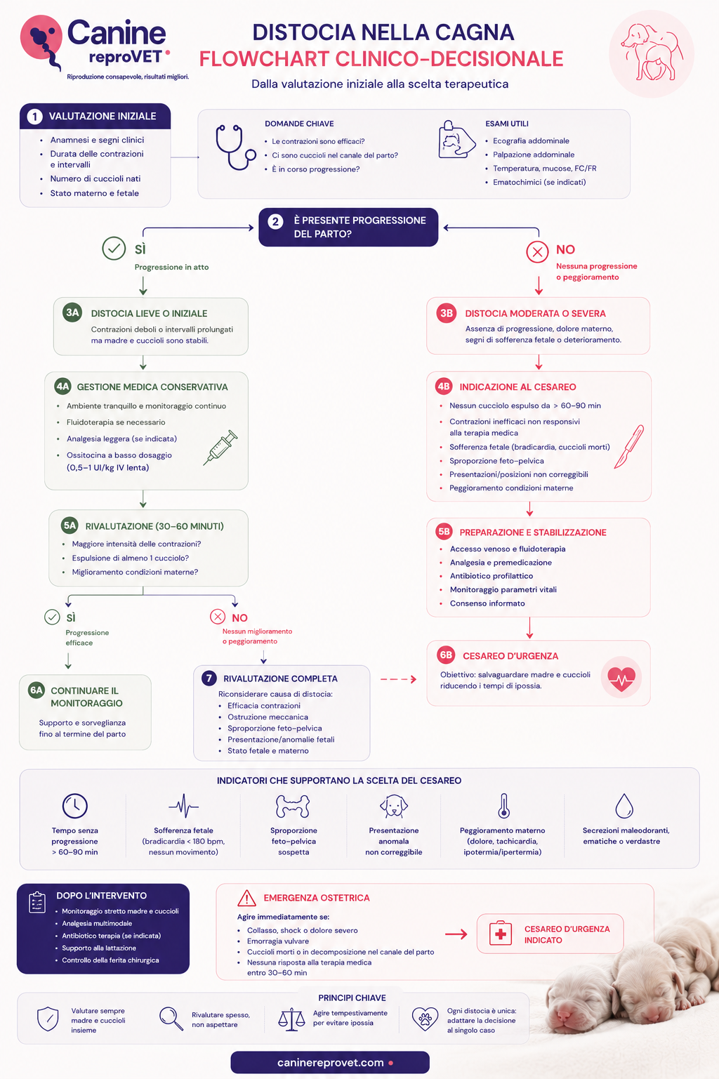 Infografica del flowchart clinico-decisionale della distocia nella cagna, dalla valutazione iniziale alla scelta tra gestione medica conservativa, rivalutazione e cesareo, con indicazioni cliniche e segnali di emergenza ostetrica.