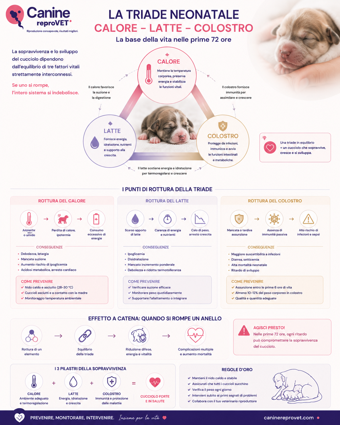 Infografica sulla triade neonatale calore, latte e colostro nelle prime 72 ore di vita del cucciolo, con i principali punti di rottura, conseguenze, strategie preventive ed effetto a catena.