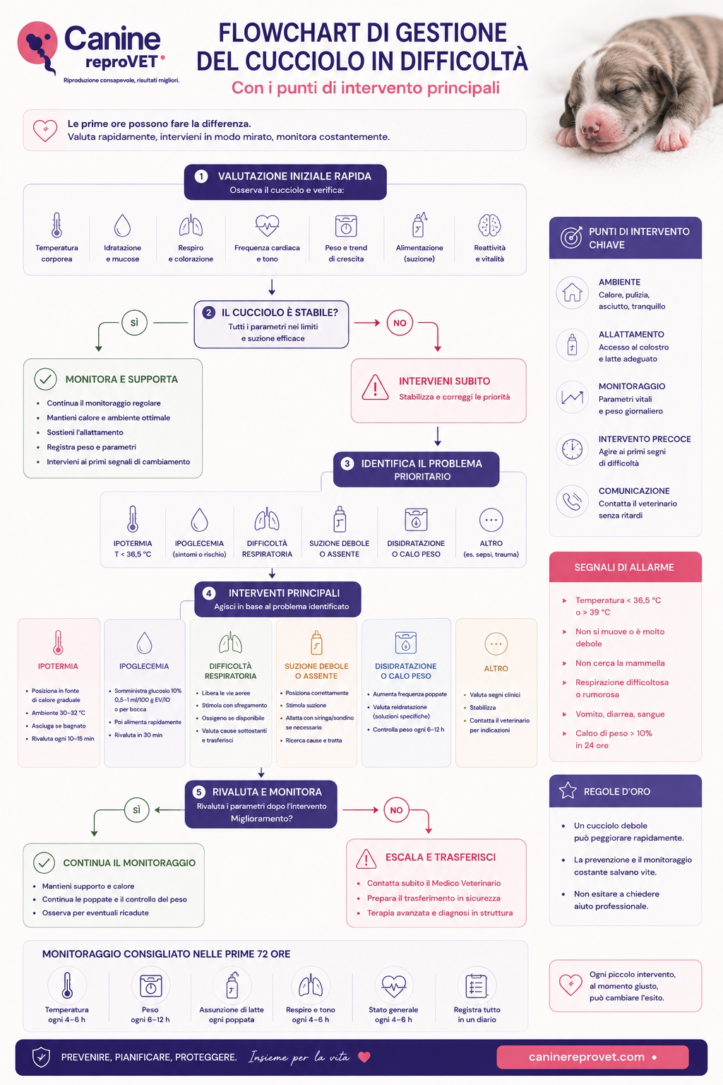 Infografica del flowchart di gestione del cucciolo in difficoltà, dalla valutazione iniziale alla stabilizzazione, identificazione del problema, intervento, rivalutazione ed eventuale trasferimento veterinario.