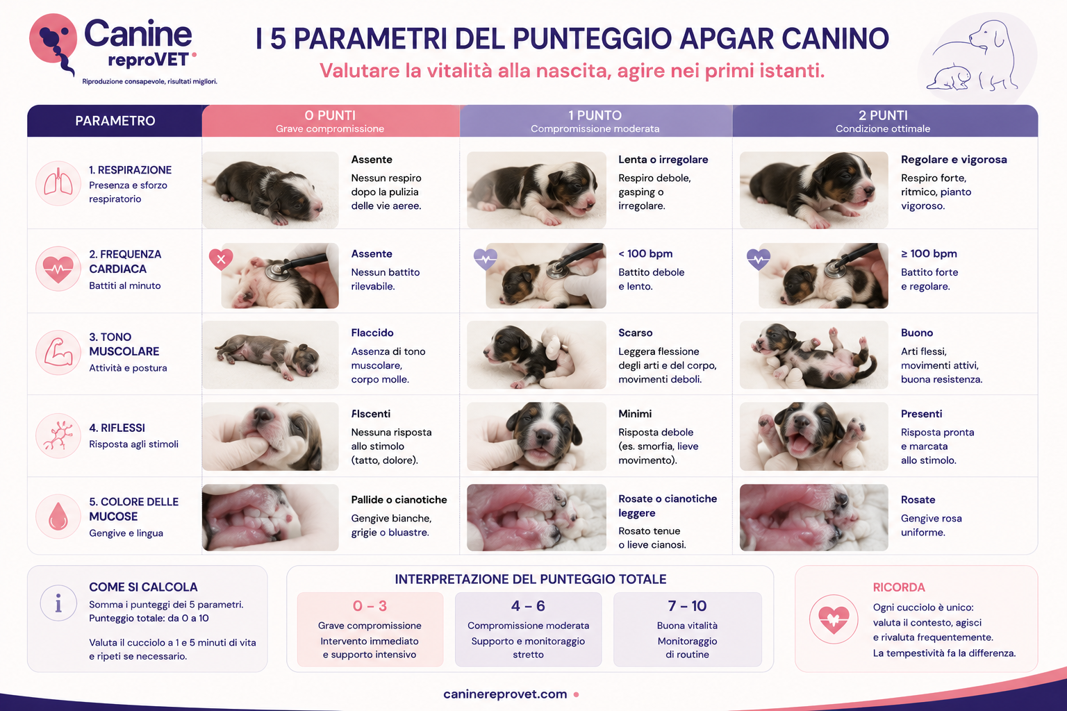 Infografica dei 5 parametri del punteggio Apgar canino — respirazione, frequenza cardiaca, tono muscolare, riflessi e colore delle mucose — con esempi visivi per i punteggi da 0 a 2.