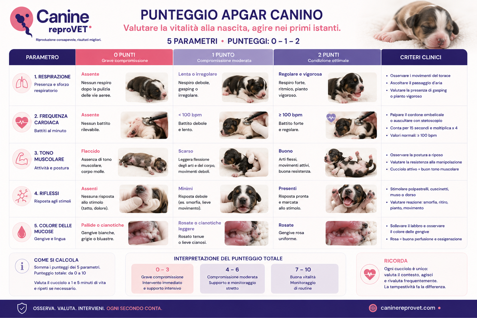 Infografica del punteggio Apgar canino con i 5 parametri clinici — respirazione, frequenza cardiaca, tono muscolare, riflessi e colore delle mucose — valutati con punteggio 0, 1 o 2 e relativi criteri clinici.