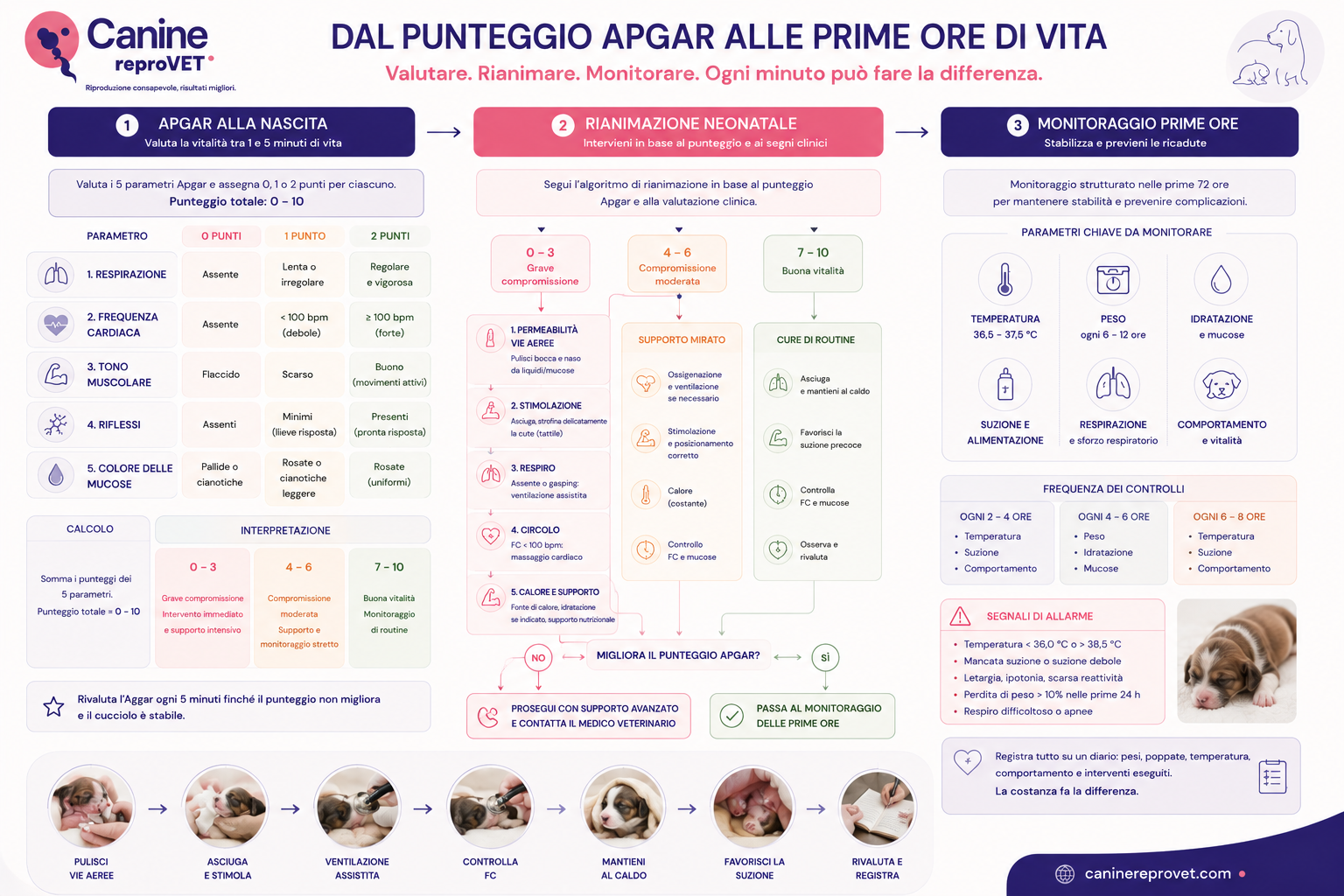 Infografica del percorso integrato dalla valutazione Apgar alla rianimazione neonatale e al monitoraggio del cucciolo nelle prime ore di vita, con parametri clinici, punti decisionali, interventi e segnali d’allarme.
