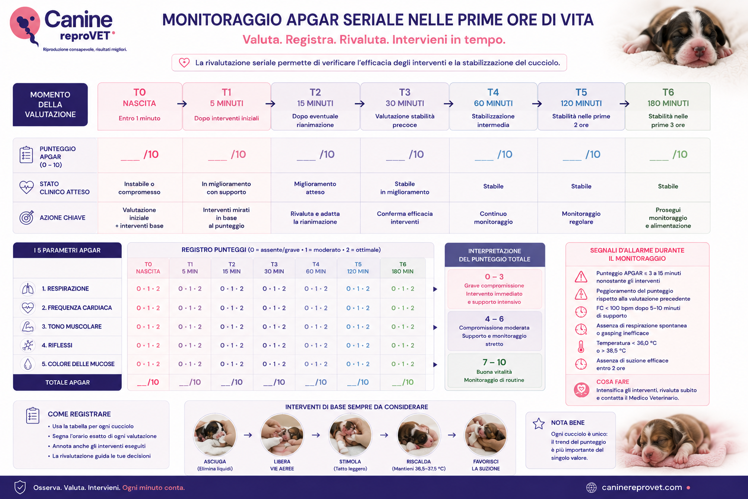 Infografica sul monitoraggio seriale del punteggio Apgar nel cucciolo nelle prime ore di vita, con timeline delle rivalutazioni, cinque parametri clinici, interpretazione del punteggio, azioni conseguenti e segnali d’allarme.