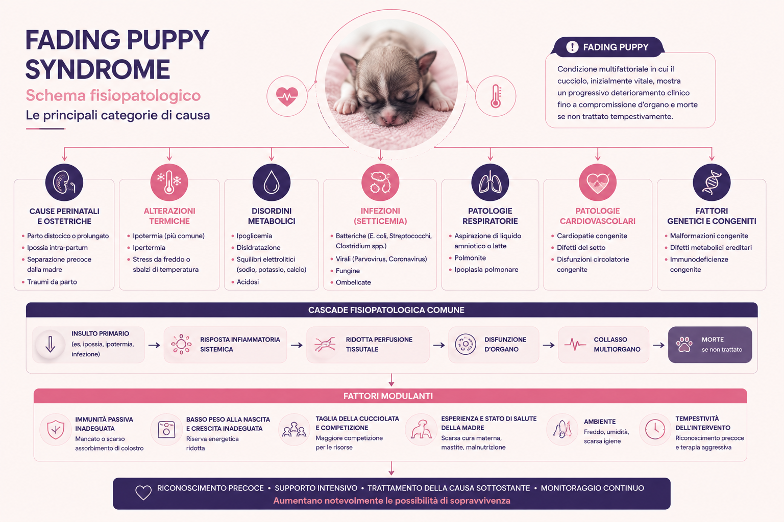Infografica sullo schema fisiopatologico della fading puppy syndrome, con principali categorie di causa — perinatali e ostetriche, termiche, metaboliche, infettive, respiratorie, cardiovascolari, genetiche e congenite — e cascata dalla compromissione primaria al collasso multiorgano.
