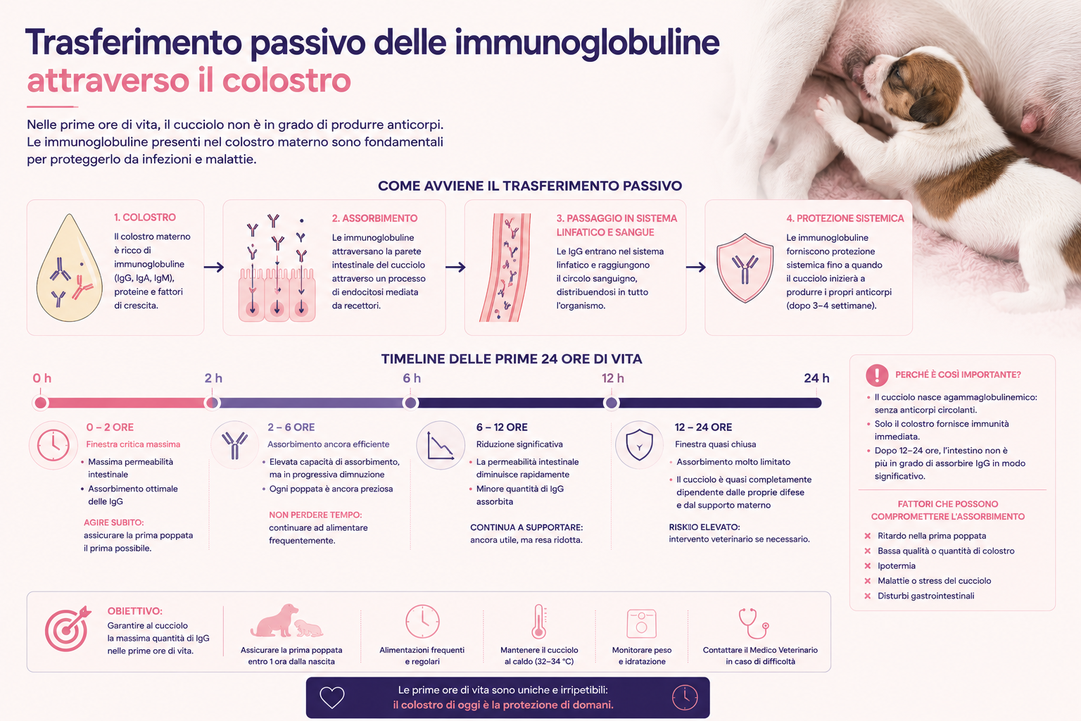 Infografica sul trasferimento passivo delle immunoglobuline attraverso il colostro nel cucciolo, con schema del percorso delle IgG e timeline delle prime 24 ore di vita.