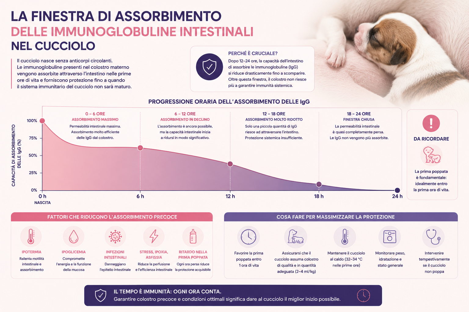 Infografica sulla finestra di assorbimento delle immunoglobuline intestinali nel cucciolo, con progressione oraria da 0 a 24 ore, riduzione dell’assorbimento delle IgG, fattori che possono ostacolarlo e strategie per favorire un adeguato trasferimento passivo.