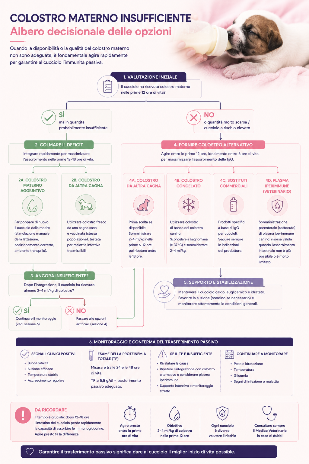 Infografica ad albero decisionale per la gestione del colostro materno insufficiente nel cucciolo, con valutazione iniziale, integrazione con colostro materno o alternativo, supporto e stabilizzazione, monitoraggio e verifica del trasferimento passivo.