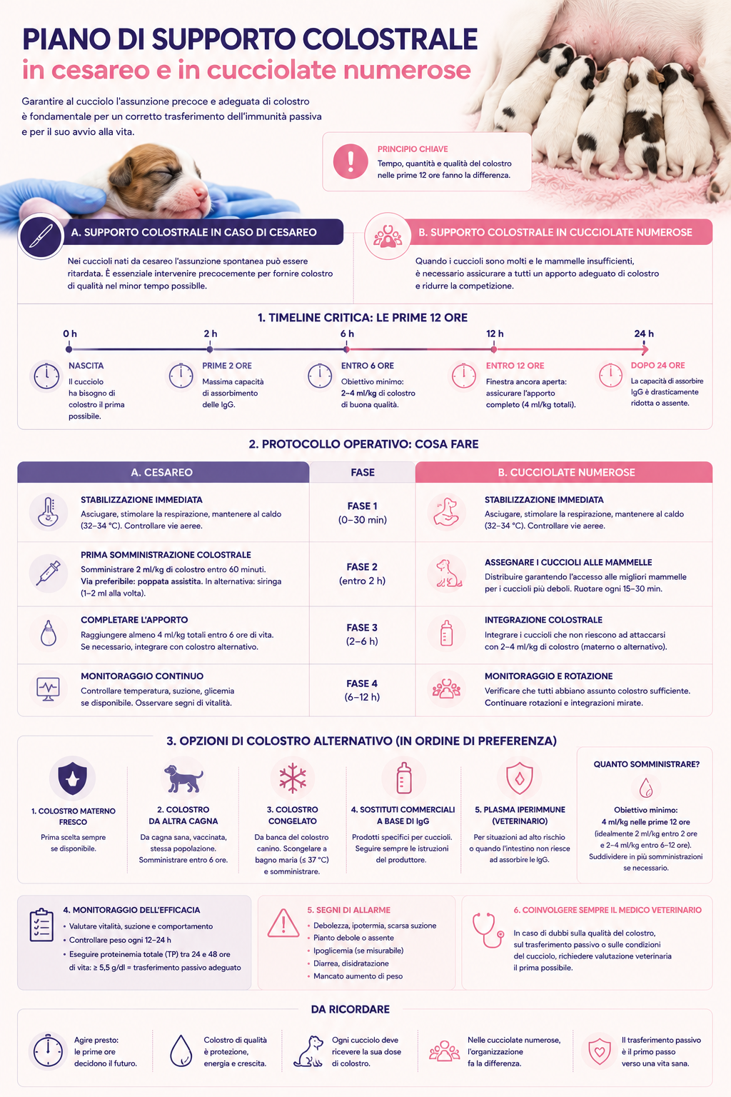 Infografica sul piano di supporto colostrale nei cuccioli nati da cesareo e nelle cucciolate numerose, con timeline delle prime 24 ore, protocollo operativo, opzioni di colostro alternativo e monitoraggio del trasferimento passivo.