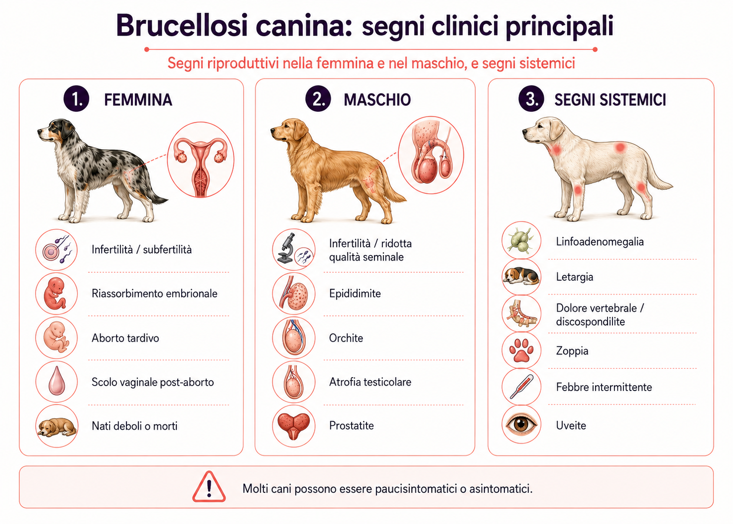 Infografica sui principali segni clinici della brucellosi canina, distinti tra manifestazioni riproduttive nella femmina, nel maschio e segni sistemici.