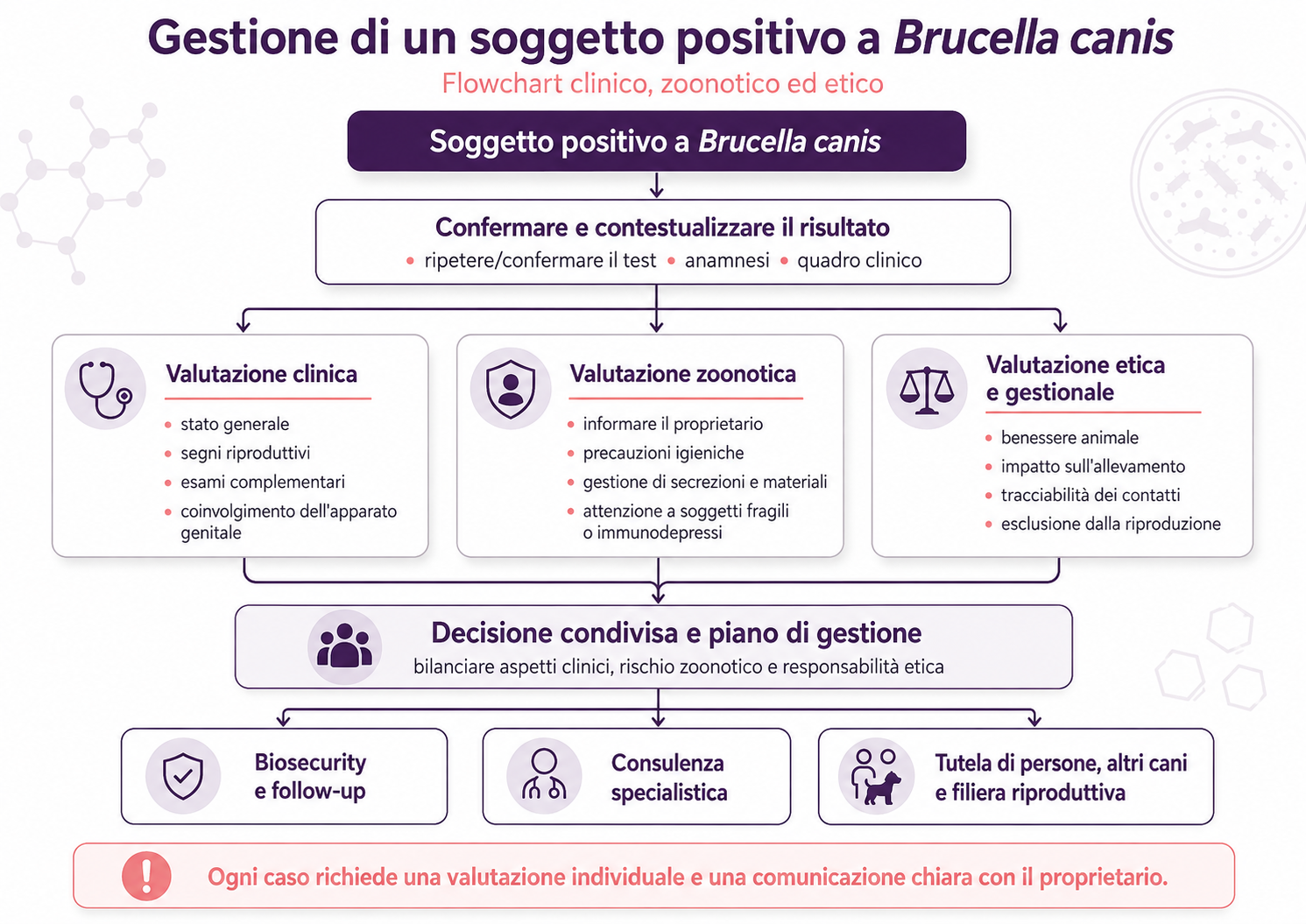 Flowchart della gestione di un soggetto positivo a Brucella canis con valutazioni cliniche, zoonotiche ed etiche