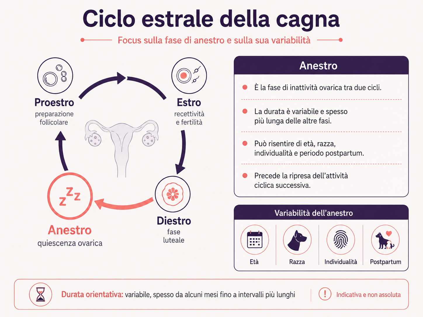 Schema del ciclo estrale della cagna con evidenza della fase di anestro e delle sue variazioni