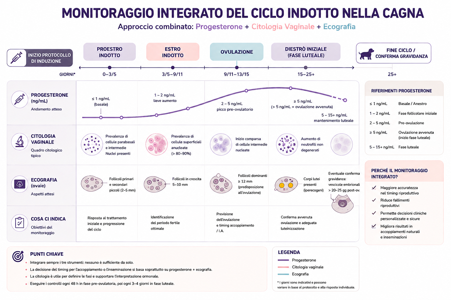 Infografica sul monitoraggio integrato del ciclo indotto nella cagna mediante progesterone, citologia vaginale ed ecografia nelle diverse fasi del ciclo.