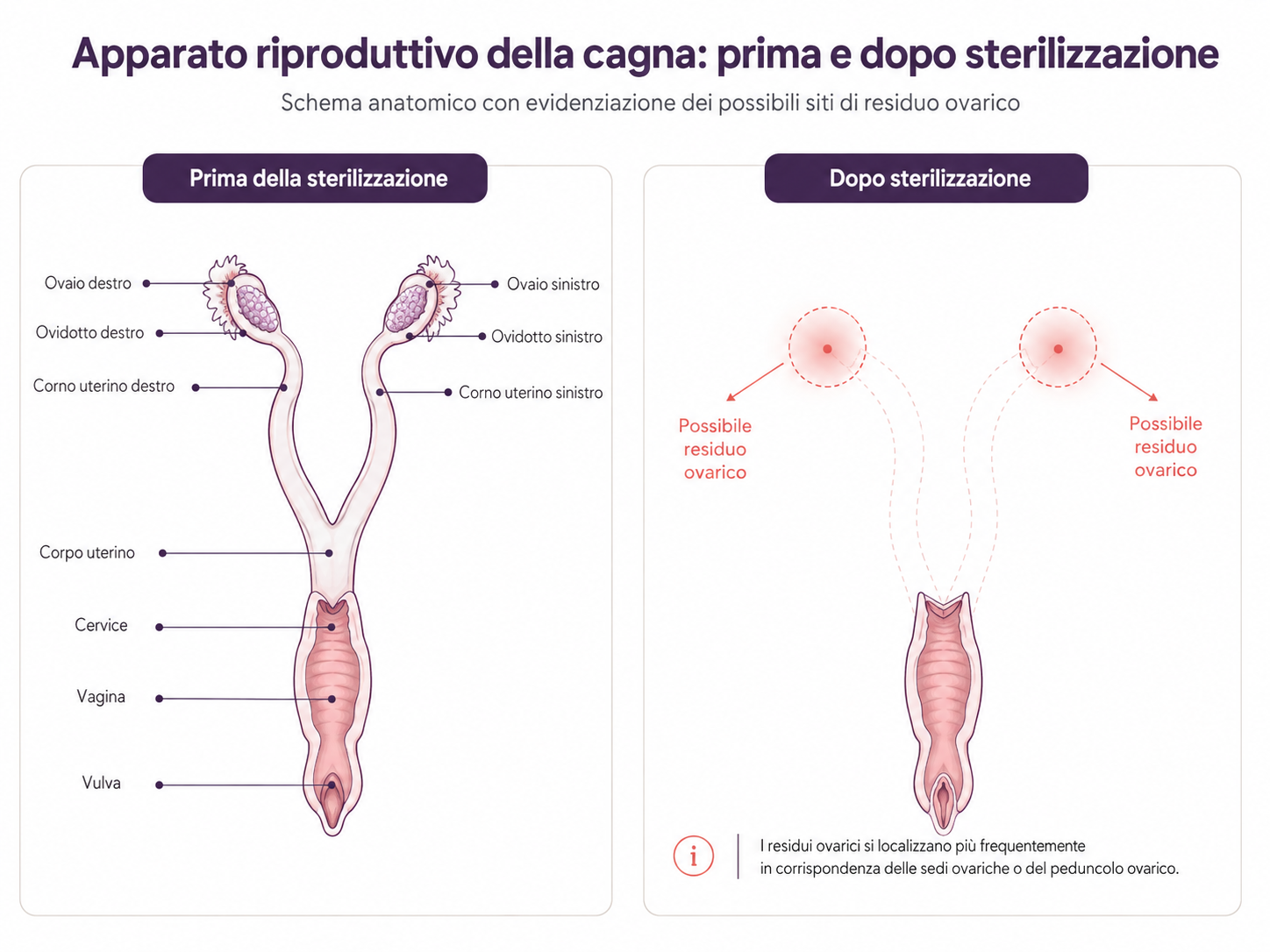 Schema dell’apparato riproduttivo della cagna prima e dopo la sterilizzazione, con evidenziazione dei possibili siti di residuo ovarico.