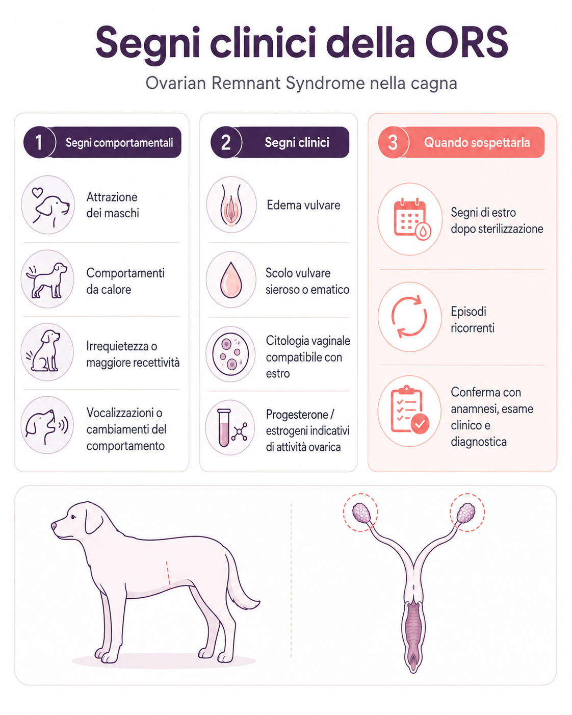 Infografica dei segni clinici della sindrome del residuo ovarico nella cagna, con esempi di manifestazioni comportamentali e cliniche.
