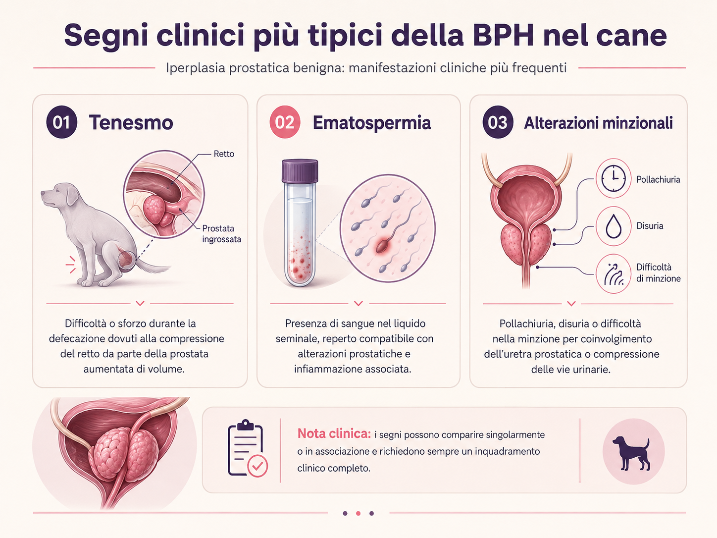 Infografica sui segni clinici più tipici della BPH nel cane: tenesmo, ematospermia e alterazioni minzionali.
